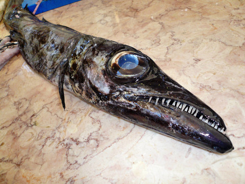 魚