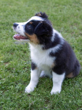 澳大利亞牧羊犬1