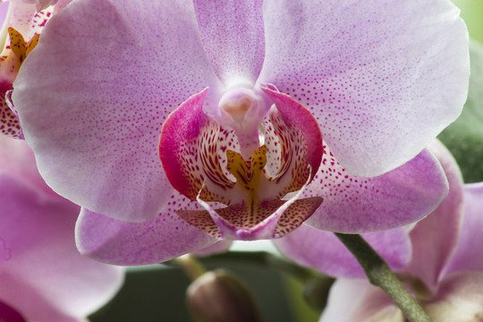 花卉