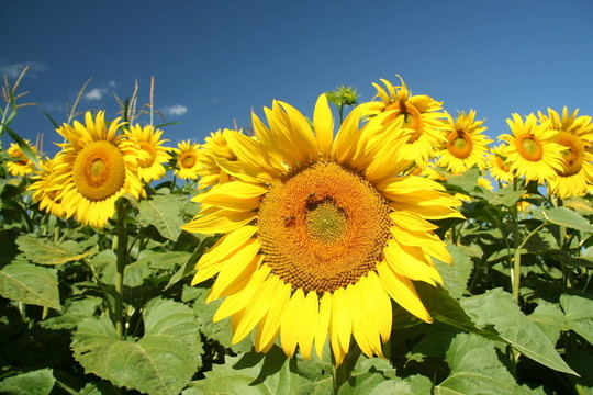 花