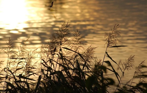 夕陽中的魚