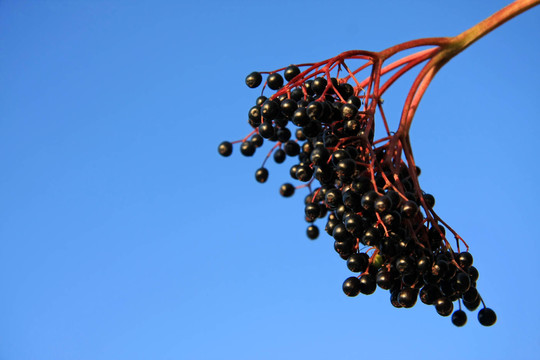 黑hollunderbeeren