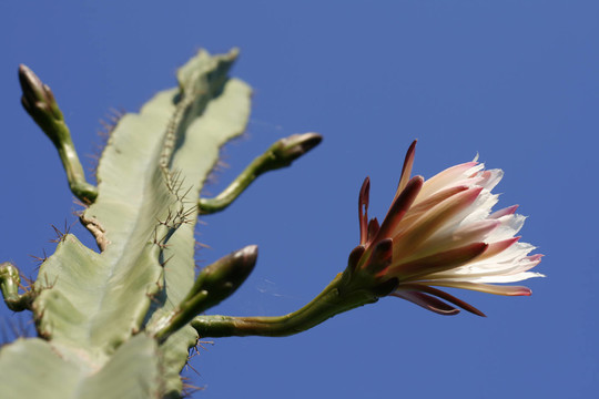 cereus