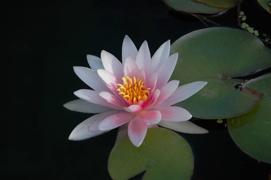 水百合