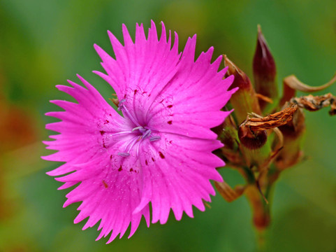 香石竹（Dianthus seguieri）布施