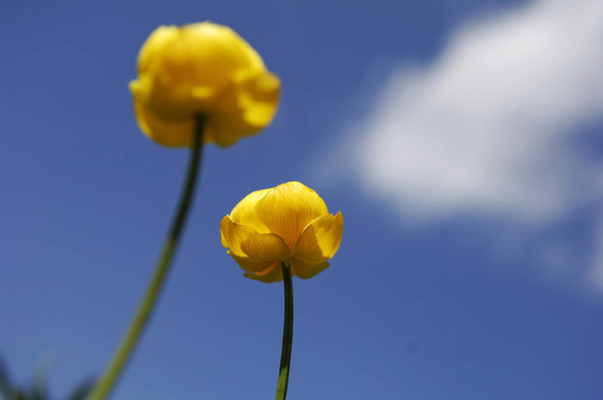 藍(lán)色的花