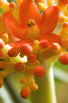開花