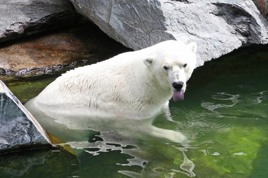 icebear
