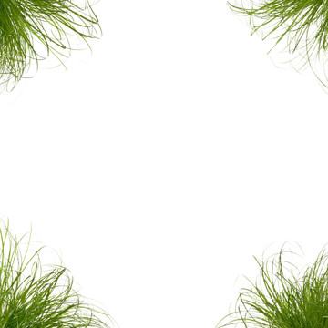 雜草