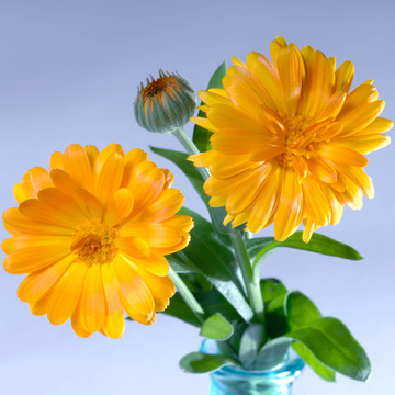 萬(wàn)壽菊花