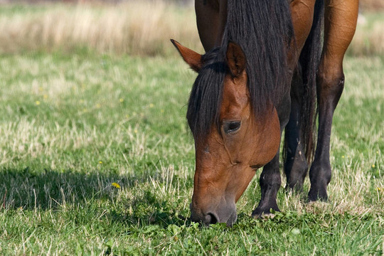 quaterhorse
