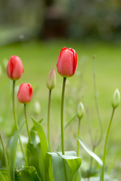 花園里的花