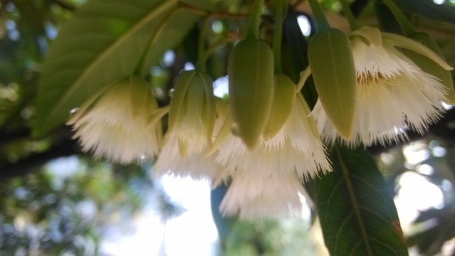 杜英花