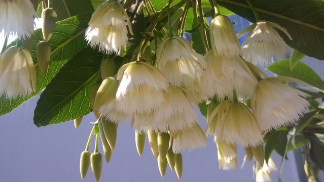 杜英花