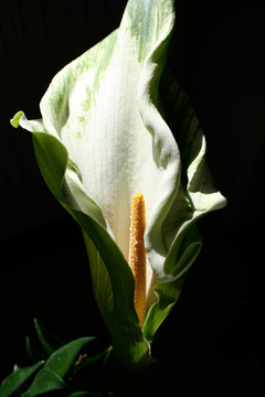 百合