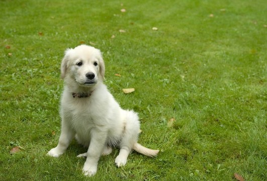 黃金獵犬小狗