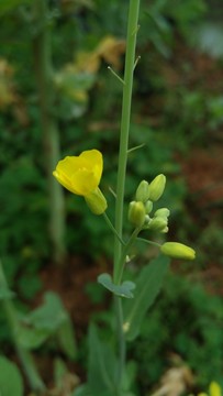 油菜花