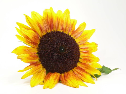 花卉
