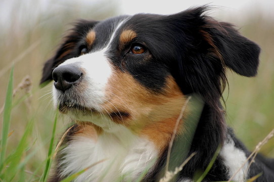 躺在草地上的澳大利亞牧羊犬