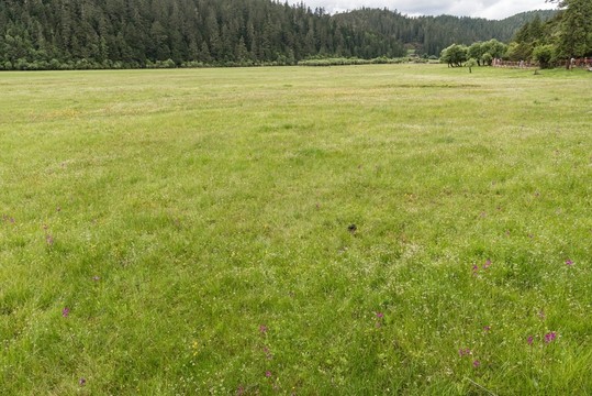 香格里拉碧塔海濕地