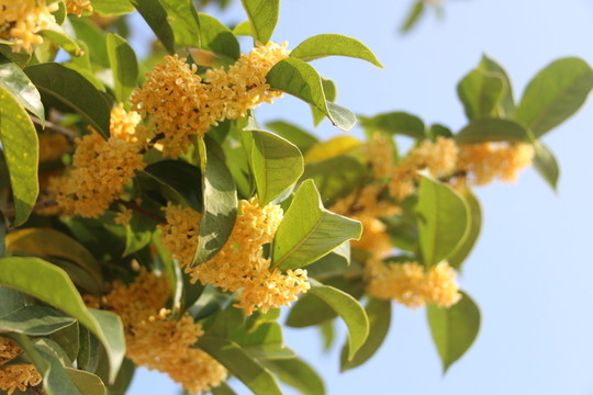 桂花