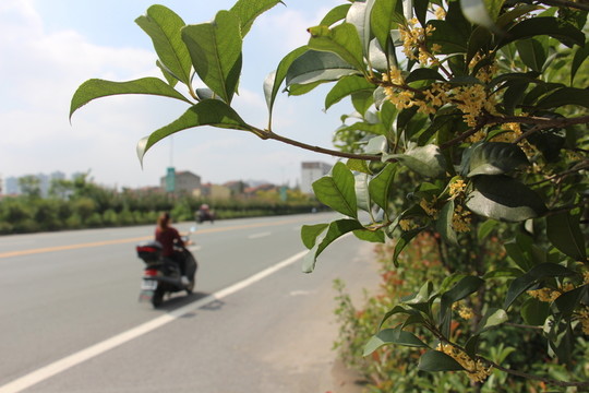 桂花