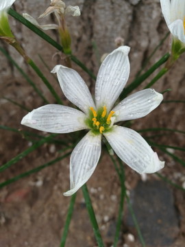 白花蔥蓮