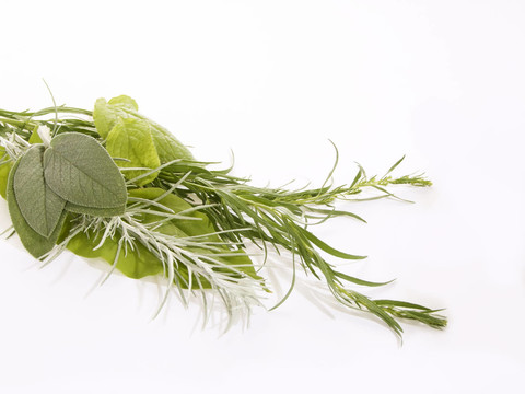 草本植物