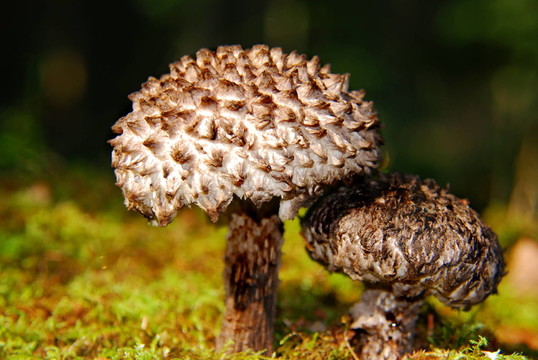 strubbelkopfr？hrling（strobilaceus）