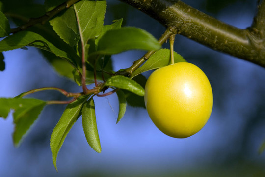分支