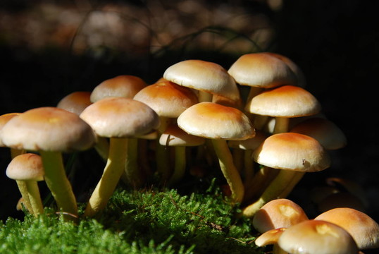 硫頭（Hypholoma fasciculare）