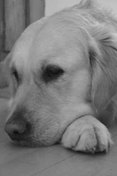 hundeportrait