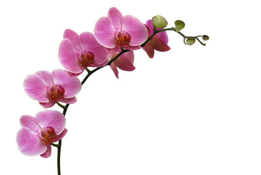 孤立的