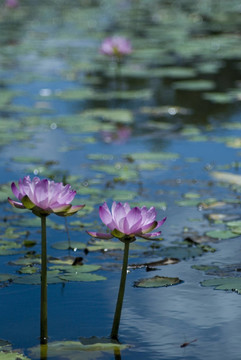 花卉
