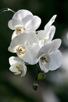 白蘭花