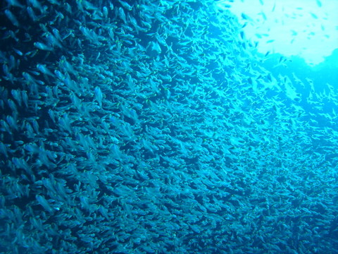 GlassFish