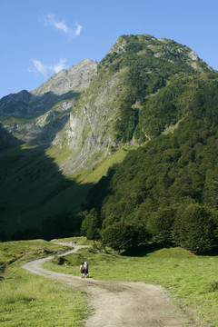 山