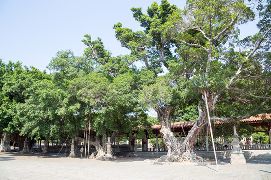 榕樹(shù)
