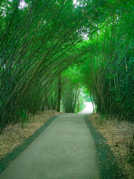 竹林小路