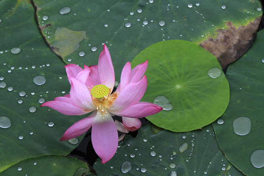荷花