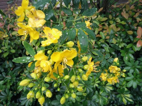 黃花