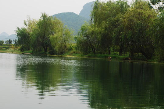河邊枊樹