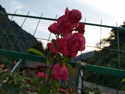 花朵