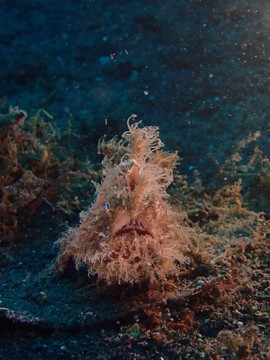 長毛青蛙魚