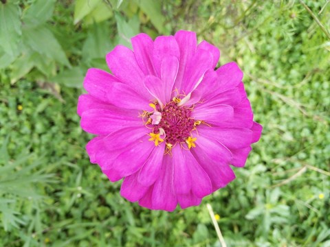 花朵