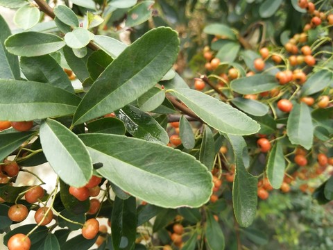 紅果