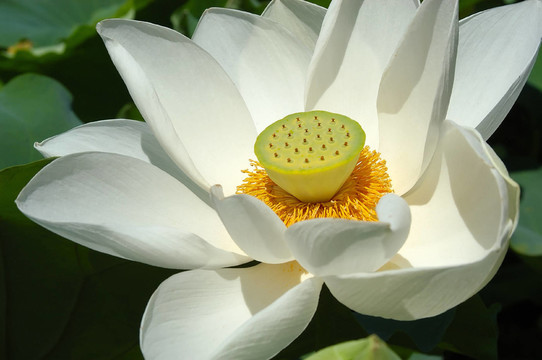 蓮花02