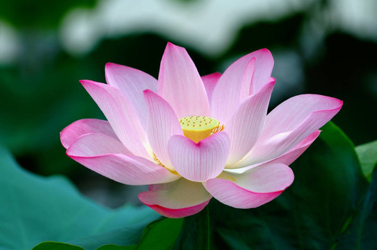 花卉
