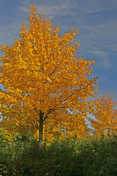 herbststimmung