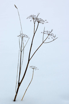 雪中的植物莖